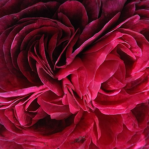 Róże ogrodowe - róża francuska - fioletowy  - Rosa  Charles de Mills - róża z dyskretnym zapachem - - - Z pączków o kształcie kuli rozwijają się aromatyczne, przepełnione, karminowe kwiaty z odcieniem purpury i kształtem półmiska.
